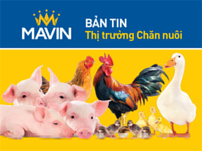 Bản tin thị trường chăn nuôi ngày 24/04/2025
