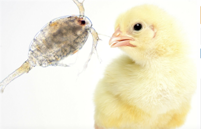 Artemeal –  Nguồn dinh dưỡng bền vững cho gà thịt