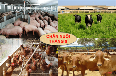 Tình hình chăn nuôi Việt Nam tháng 9/2025 