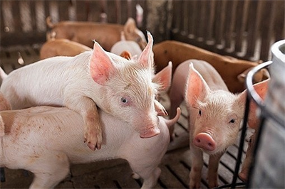 Chăn nuôi lợn và bài toán phát triển bền vững
