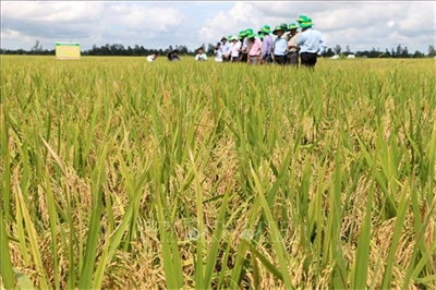 Giải pháp giảm phát thải hướng tới phát triển xanh