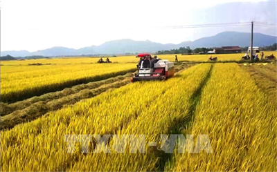 Nông nghiệp xanh: Áp lực tạo ra cơ hội!